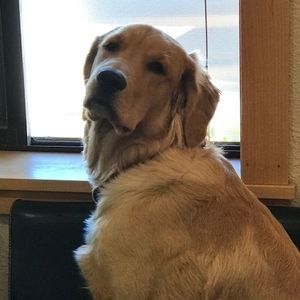 Meet your Posher, Bailey